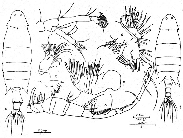Espce Labidocera pectinata - Planche 2 de figures morphologiques