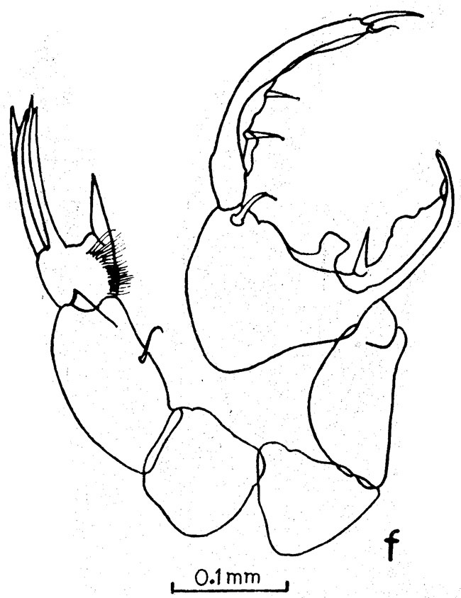 Espce Labidocera pectinata - Planche 4 de figures morphologiques
