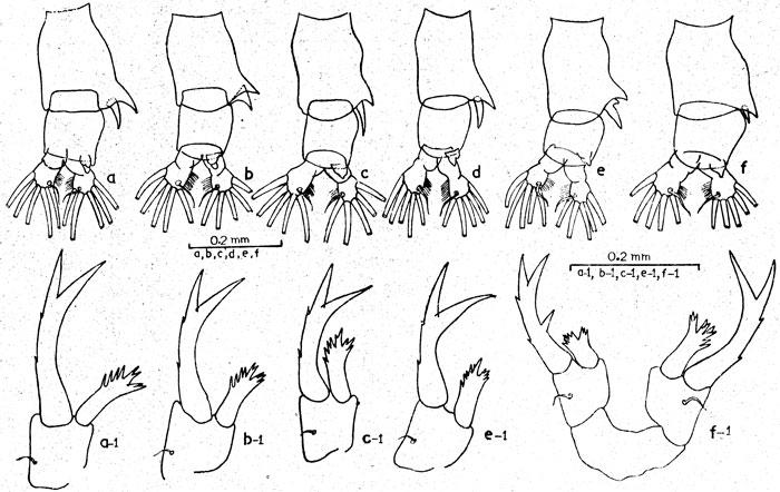 Espce Labidocera pectinata - Planche 3 de figures morphologiques