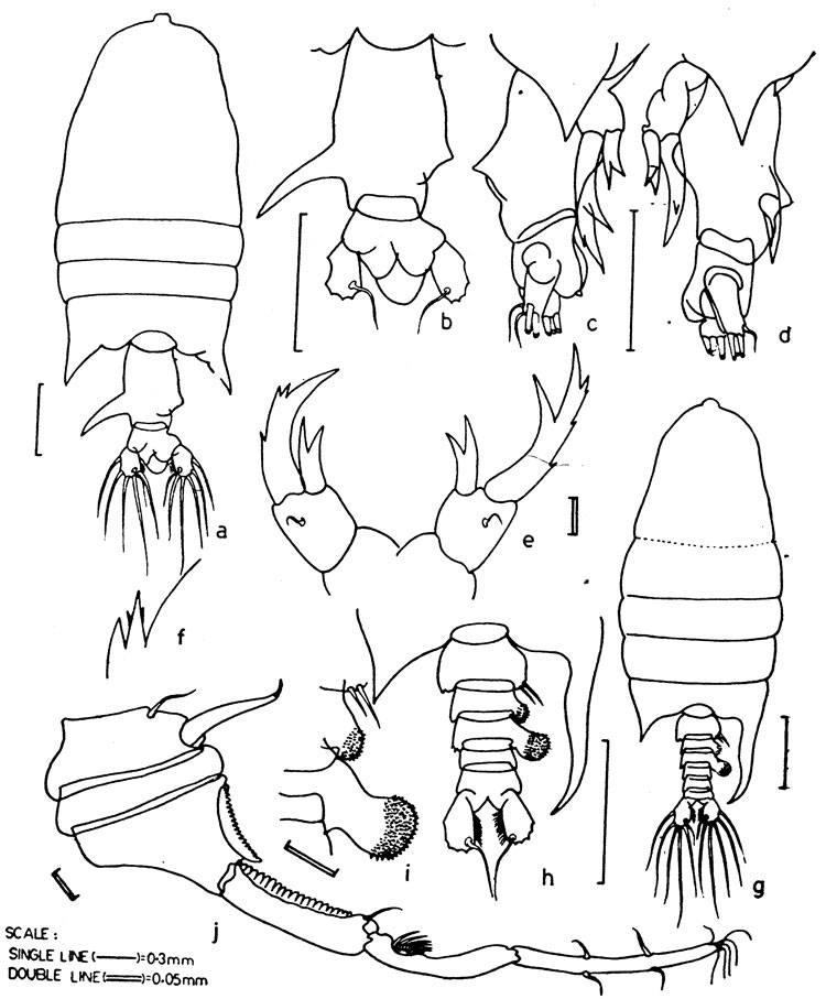 Species Pontellopsis laminata - Plate 4 of morphological figures