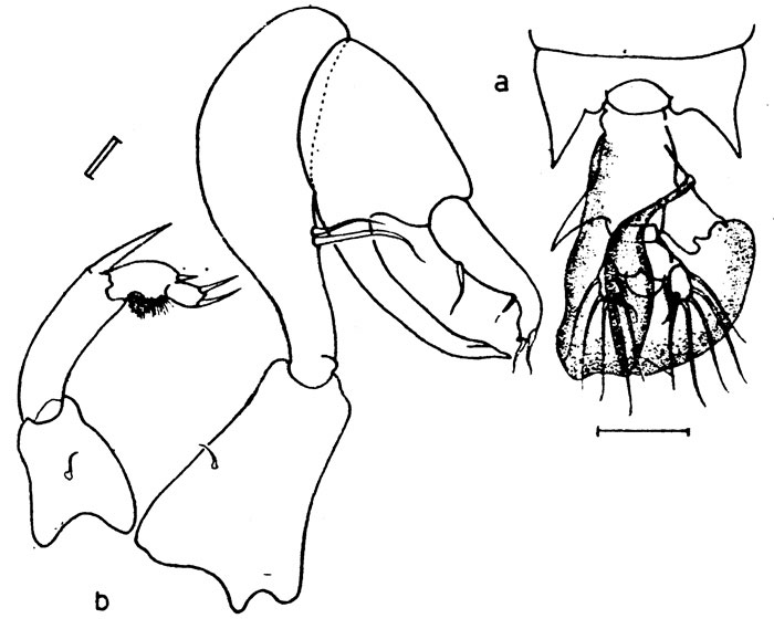 Species Pontellopsis laminata - Plate 5 of morphological figures