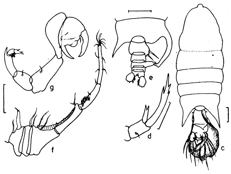 Espce Pontellopsis lubbocki - Planche 5 de figures morphologiques