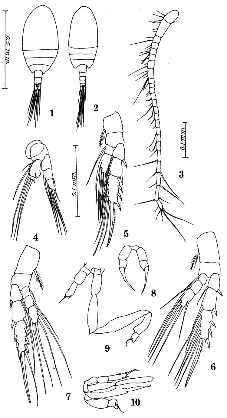 Espèce Miostephos leamingtonensis - Planche 1 de figures morphologiques