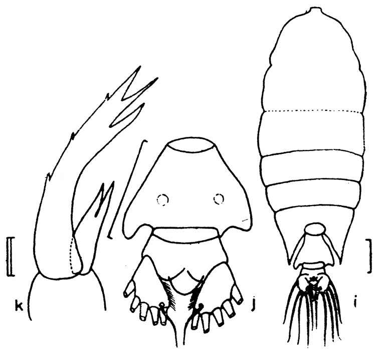 Espèce Pontellopsis strenua - Planche 7 de figures morphologiques
