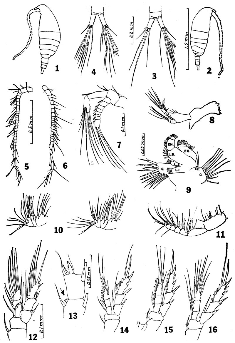 Species Ridgewayia marki - Plate 2 of morphological figures