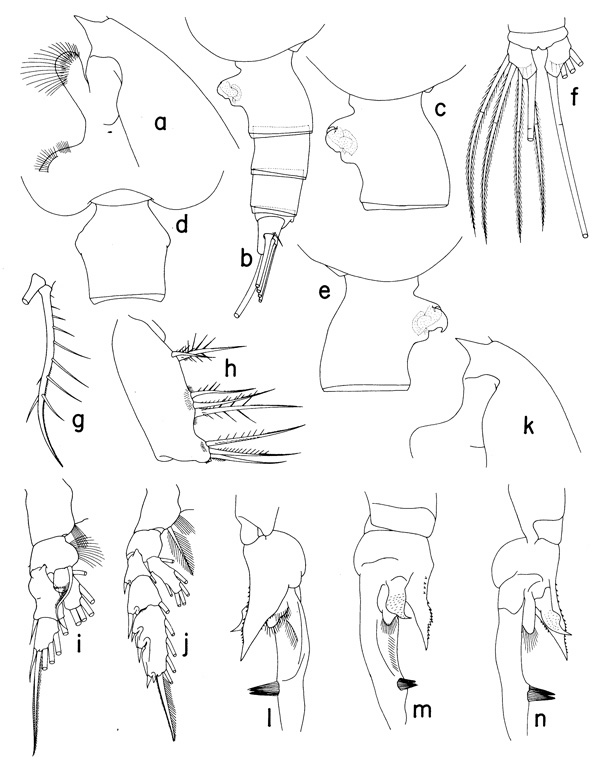 Species Euchaeta pubera - Plate 1 of morphological figures