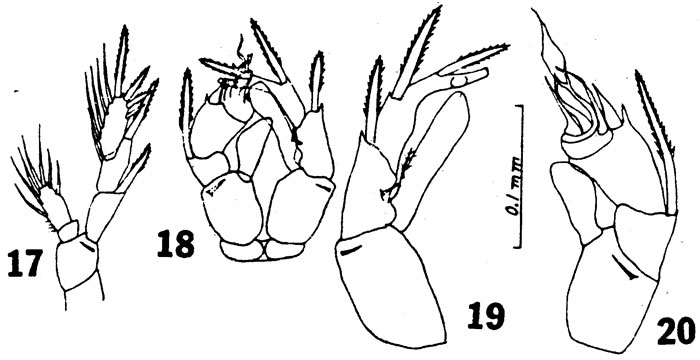 Species Ridgewayia marki - Plate 3 of morphological figures
