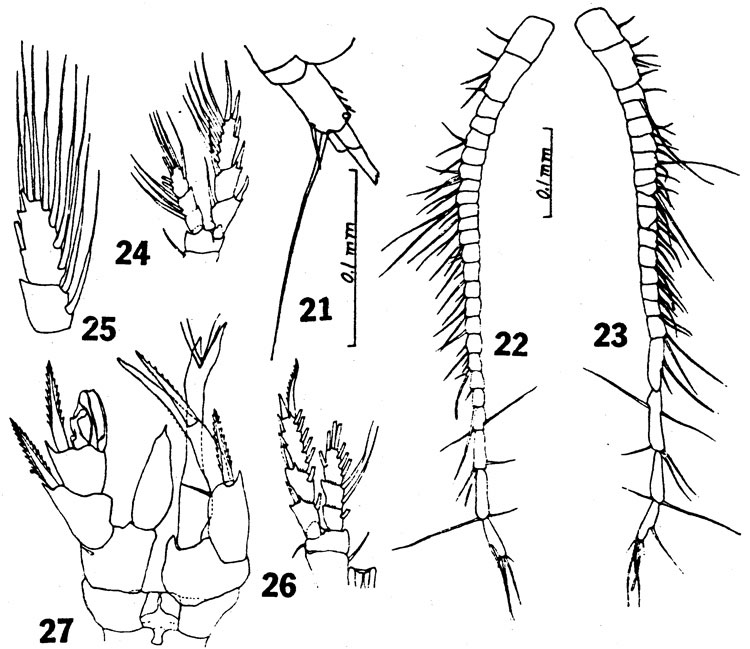 Species Ridgewayia sp. - Plate 1 of morphological figures