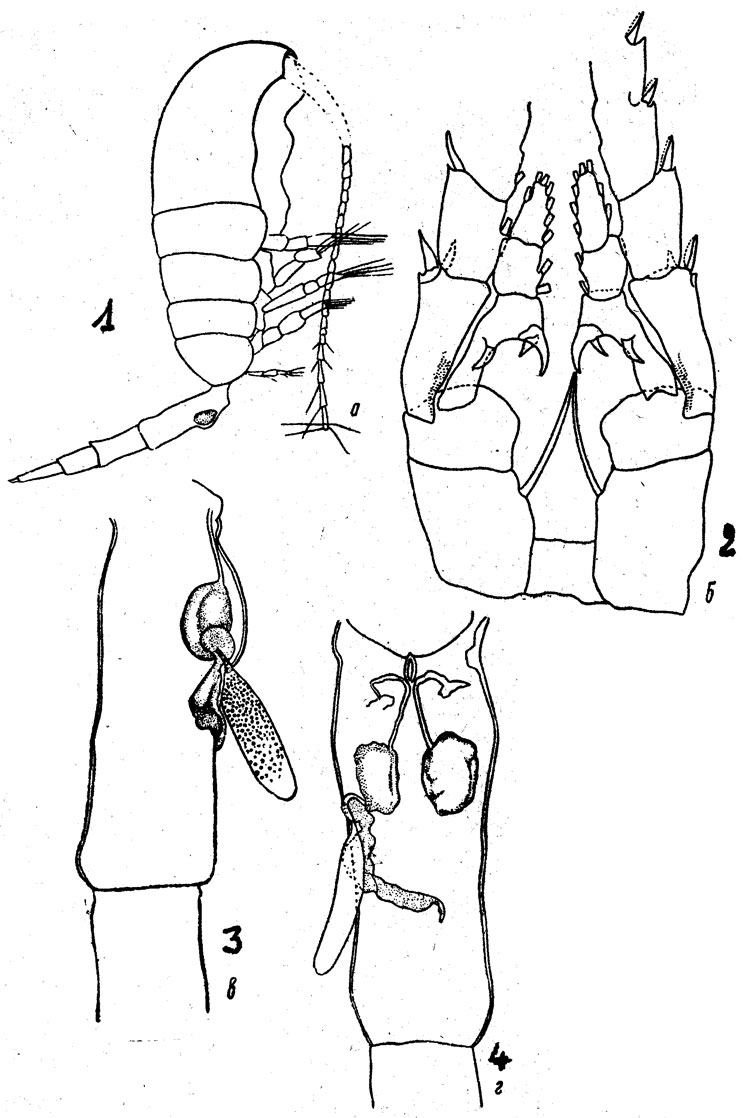 Species Metridia lucens - Plate 8 of morphological figures