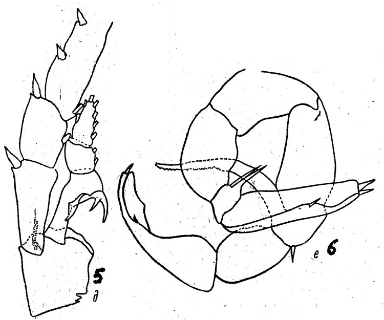 Species Metridia gerlachei - Plate 3 of morphological figures