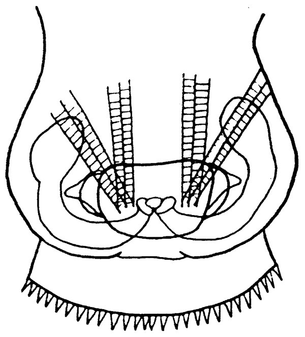 Species Bradyidius rakuma - Plate 4 of morphological figures