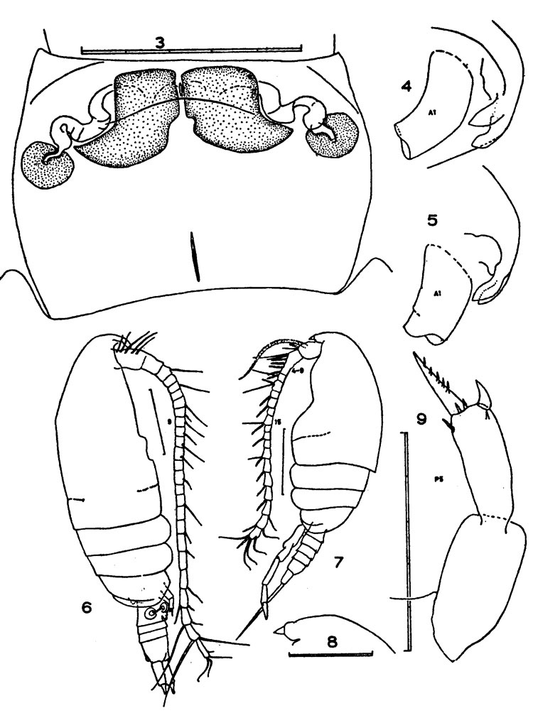 Espce Parvocalanus crassirostris - Planche 8 de figures morphologiques
