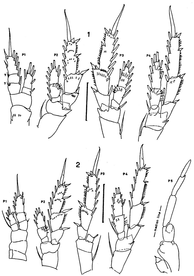 Species Parvocalanus crassirostris - Plate 9 of morphological figures