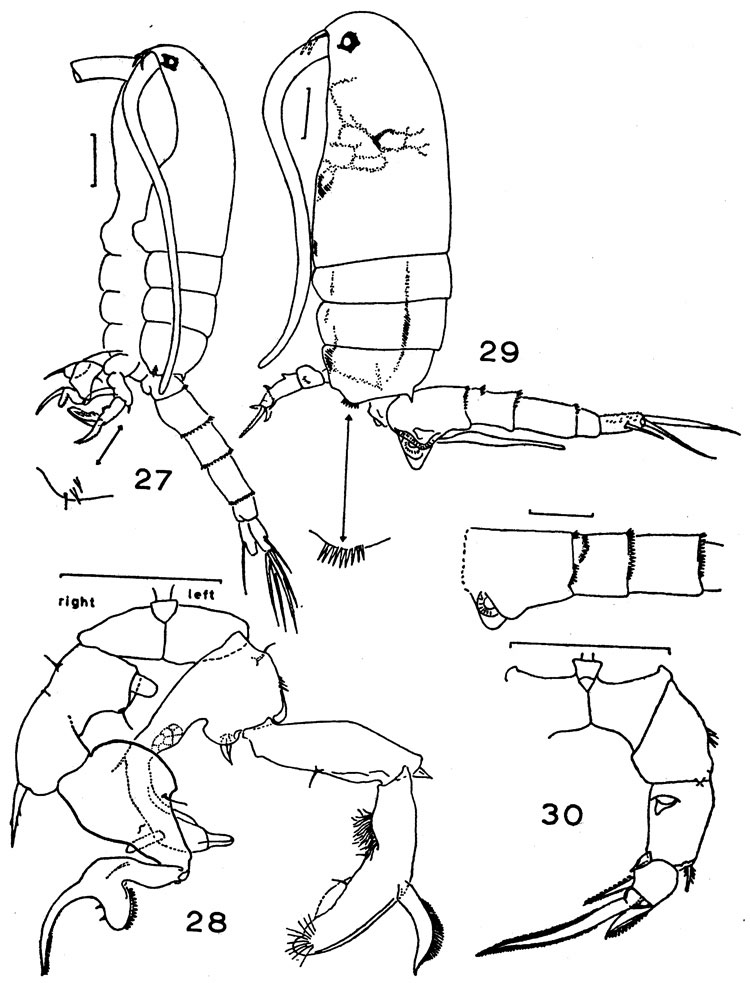 Species Pseudodiaptomus malayalus - Plate 1 of morphological figures