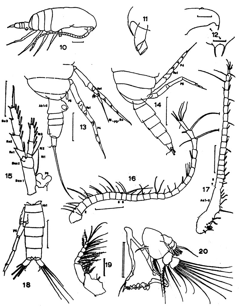 Espèce Bestiolina similis - Planche 4 de figures morphologiques