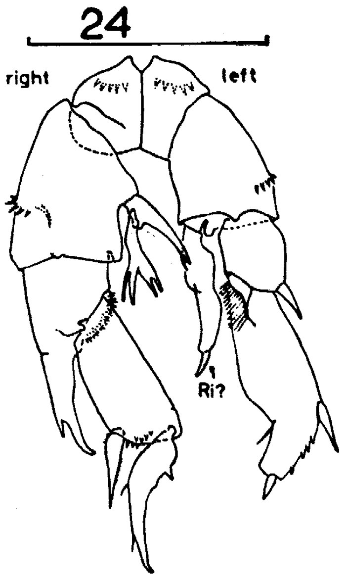 Espce Pseudodiaptomus jonesi - Planche 2 de figures morphologiques