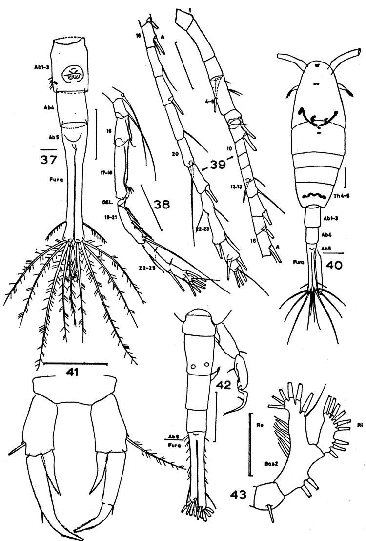 Espèce Acartiella keralensis - Planche 1 de figures morphologiques