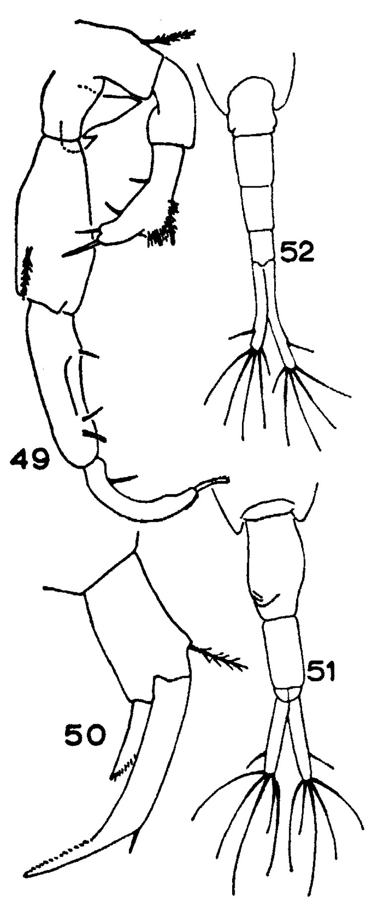 Espce Acartiella sewelli - Planche 1 de figures morphologiques