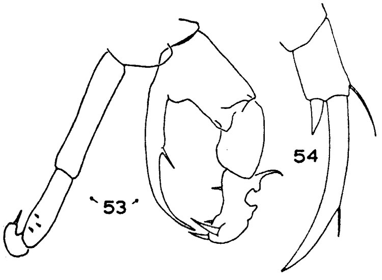 Species Acartiella kempi - Plate 3 of morphological figures