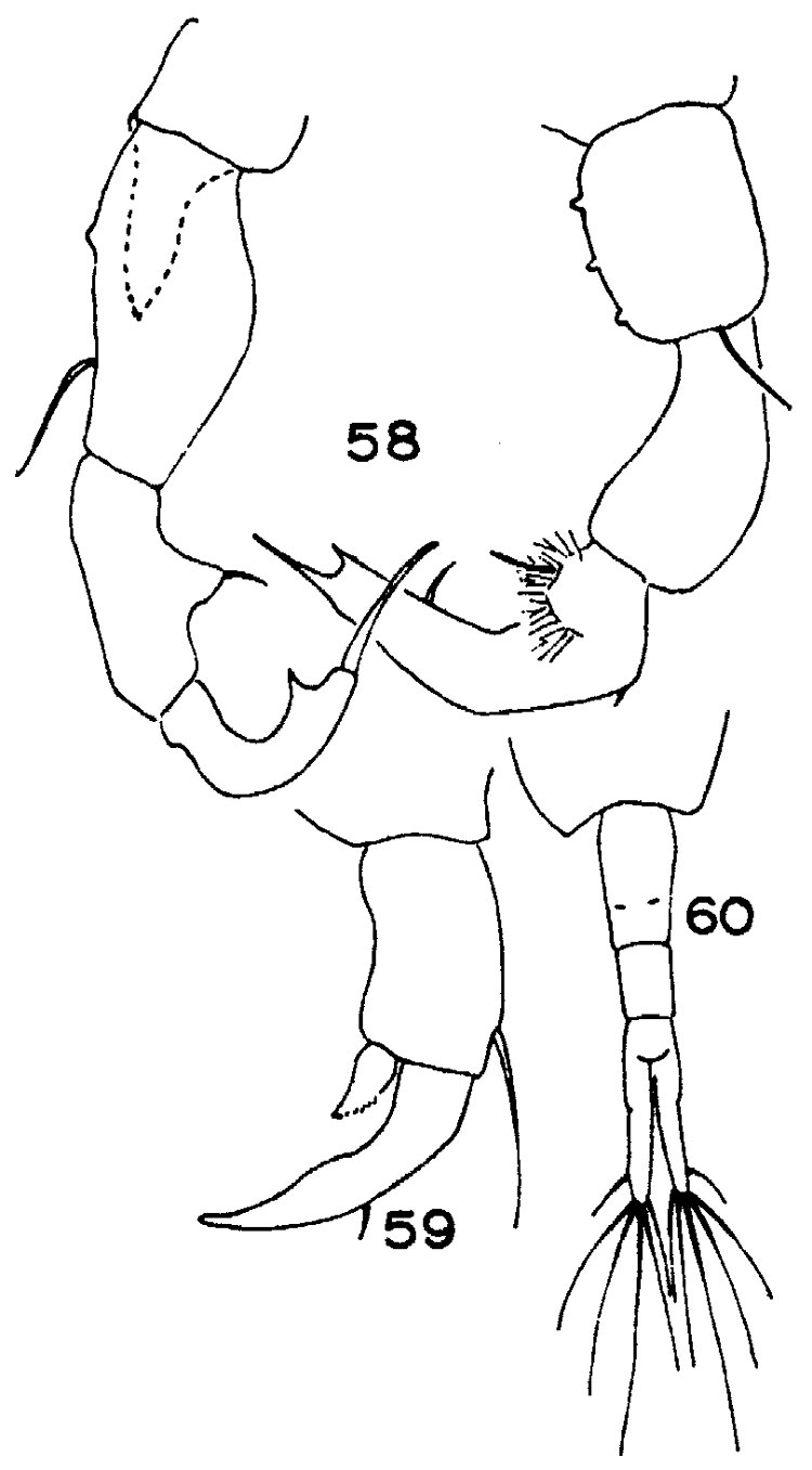 Espce Acartiella minor - Planche 4 de figures morphologiques