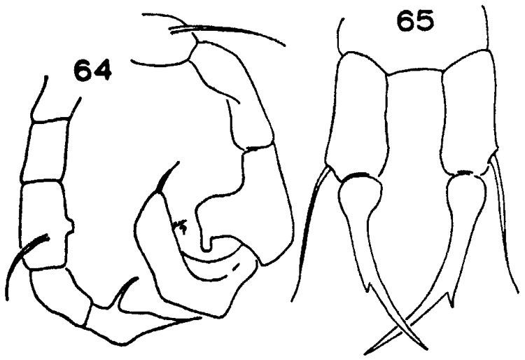 Espèce Acartia (Acanthacartia) chilkaensis - Planche 2 de figures morphologiques