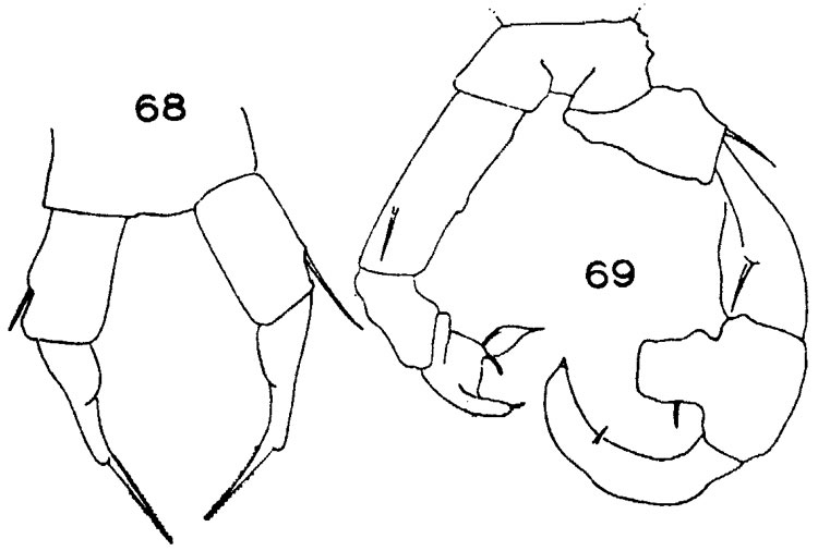 Espce Acartia (Acanthacartia) chilkaensis - Planche 3 de figures morphologiques