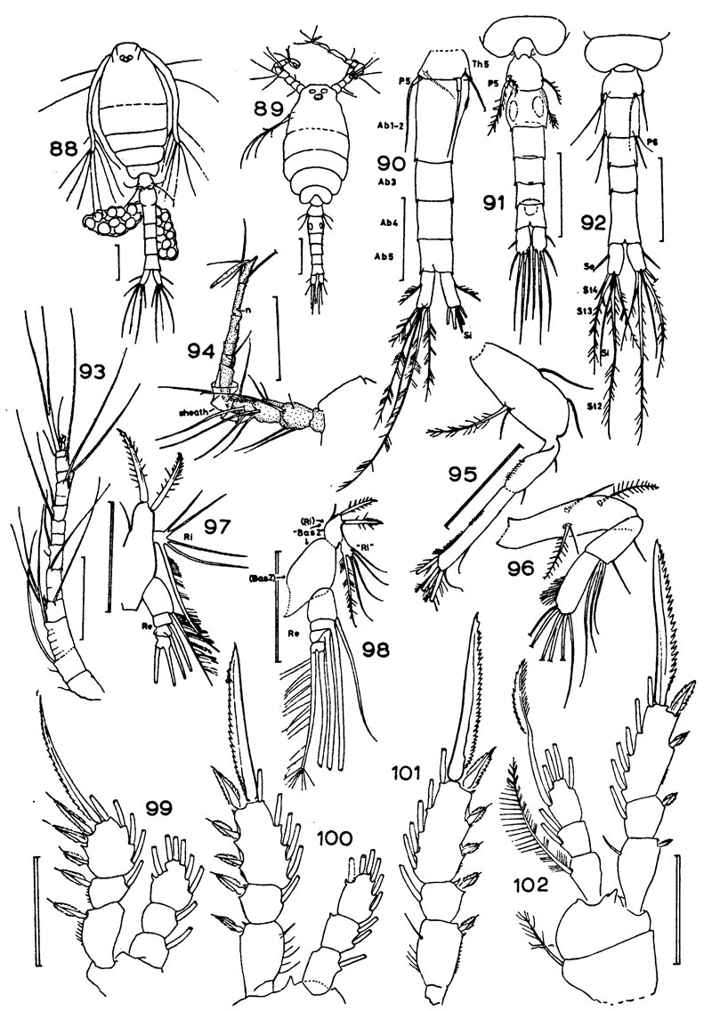 Espce Oithona dissimilis - Planche 4 de figures morphologiques