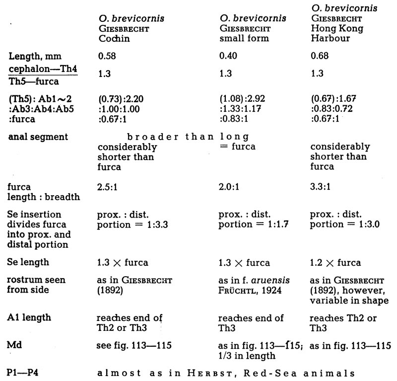 Espce Oithona brevicornis - Planche 37 de figures morphologiques