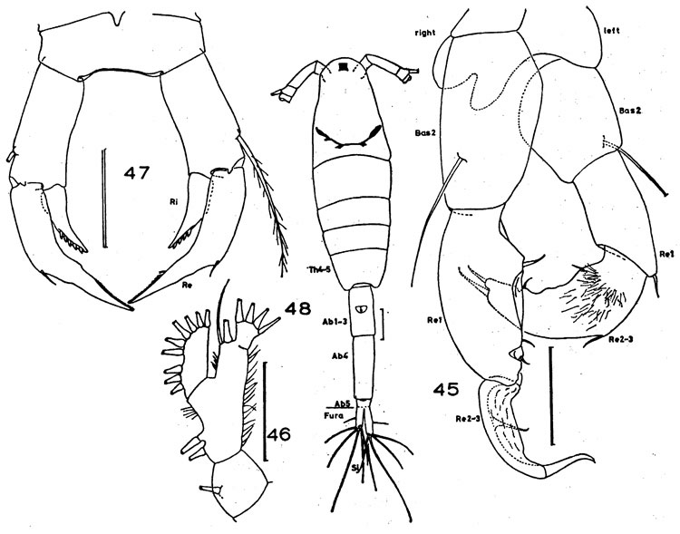 Species Acartiella gravelyi - Plate 3 of morphological figures