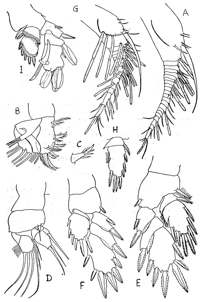 Species Platycopia tumida - Plate 1 of morphological figures