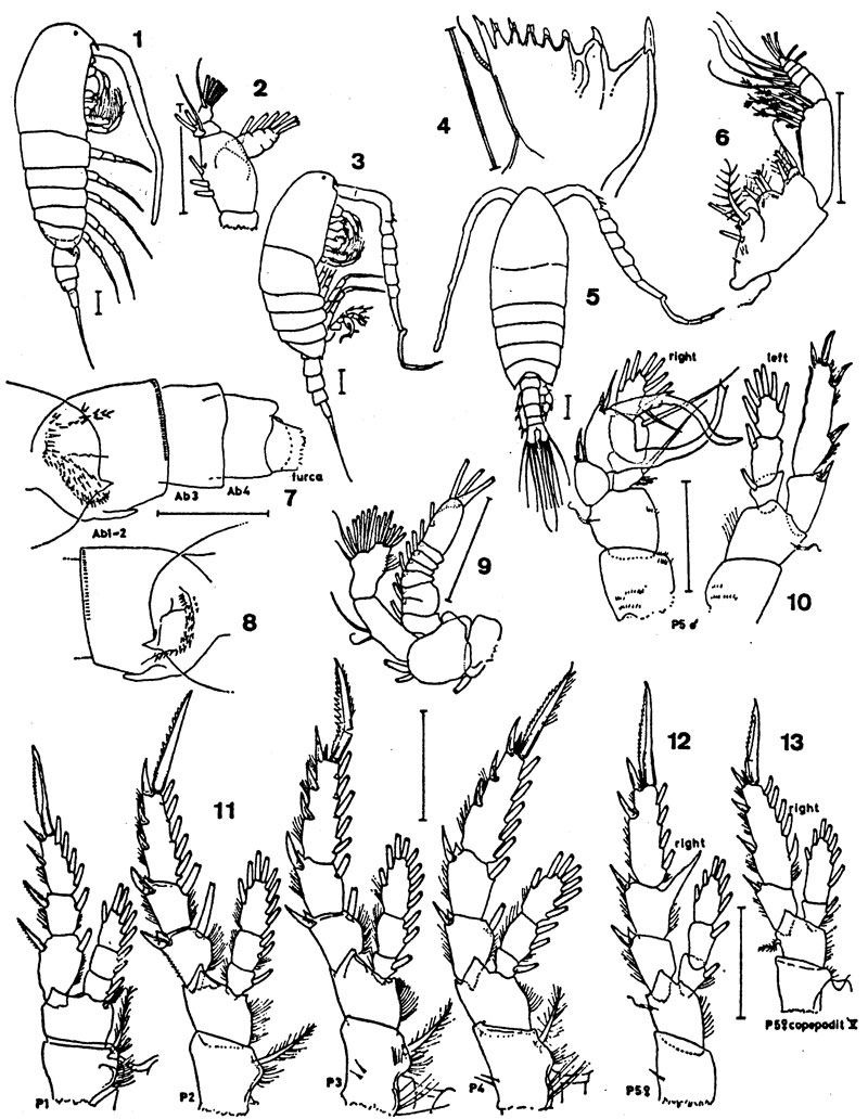 Species Centropages alcocki - Plate 2 of morphological figures