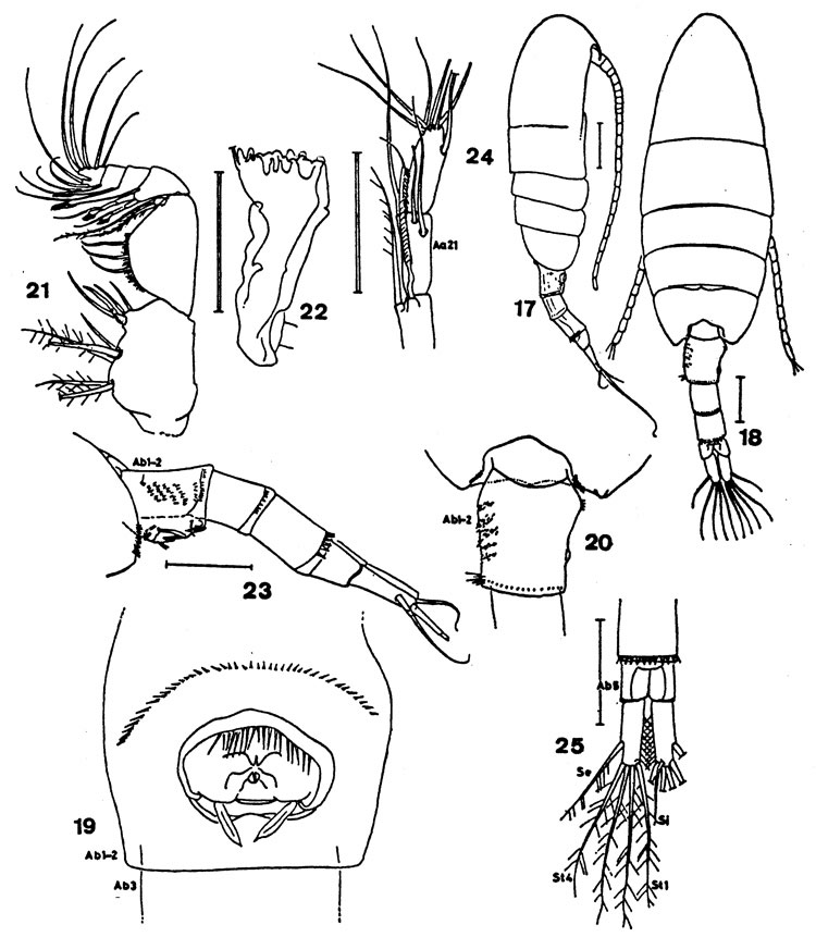Species Pseudodiaptomus jonesi - Plate 1 of morphological figures