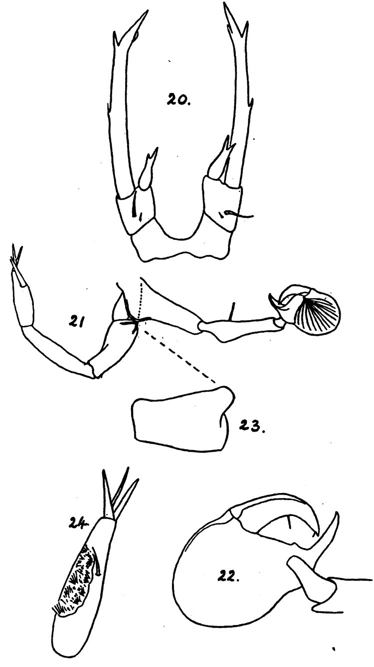 Espce Epilabidocera longipedata - Planche 3 de figures morphologiques