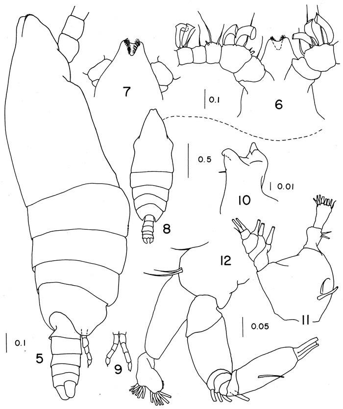 Espce Mimocalanus nudus - Planche 3 de figures morphologiques
