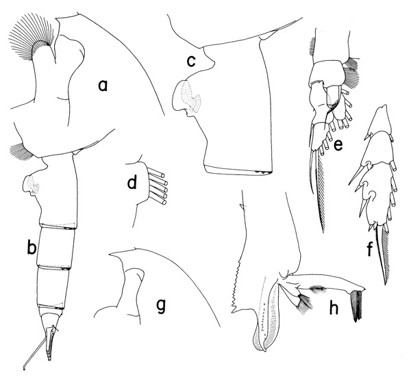 Species Paraeuchaeta parvula - Plate 1 of morphological figures