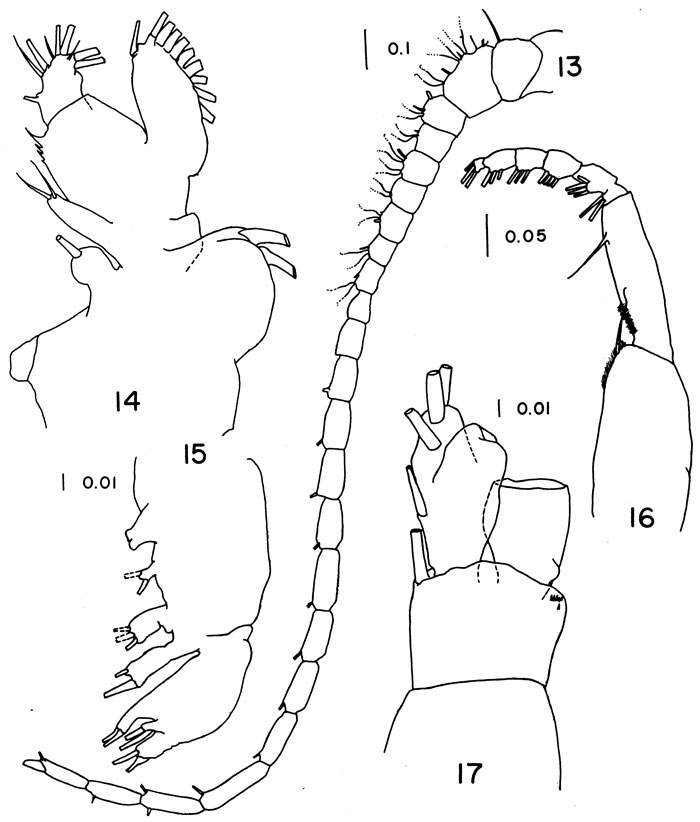 Espce Mimocalanus nudus - Planche 4 de figures morphologiques