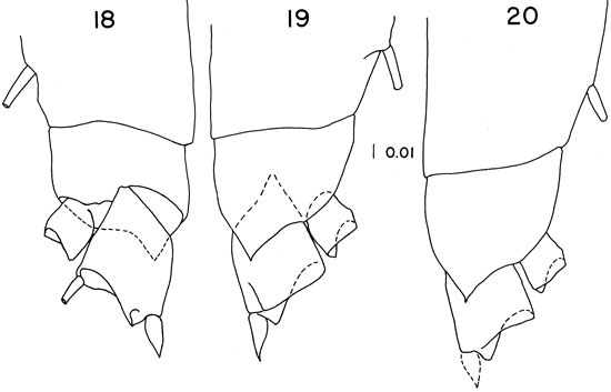 Espce Mimocalanus nudus - Planche 5 de figures morphologiques