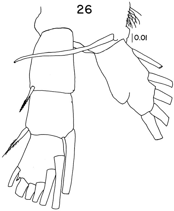 Espce Spinocalanus angusticeps - Planche 7 de figures morphologiques