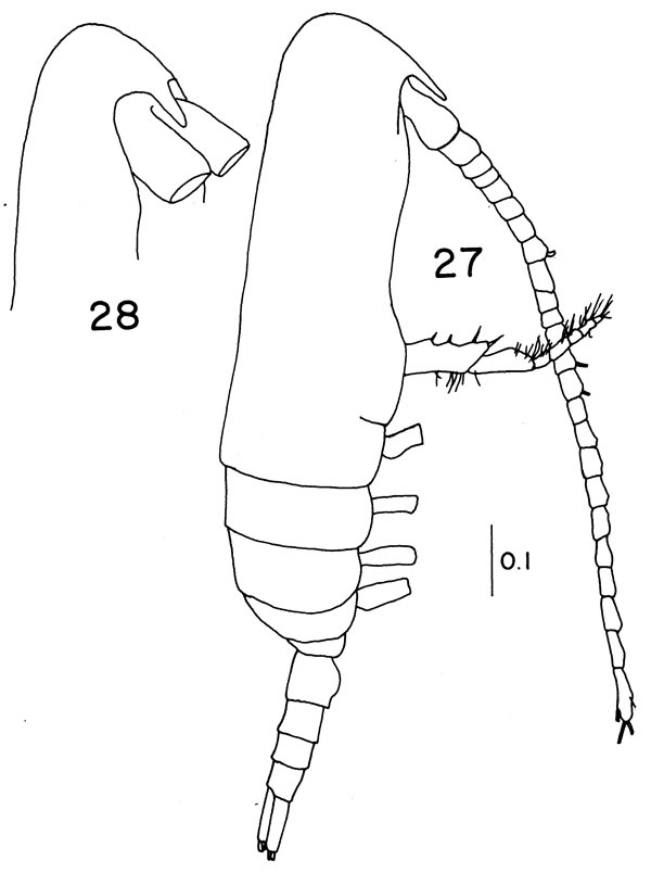 Espèce Teneriforma naso - Planche 5 de figures morphologiques