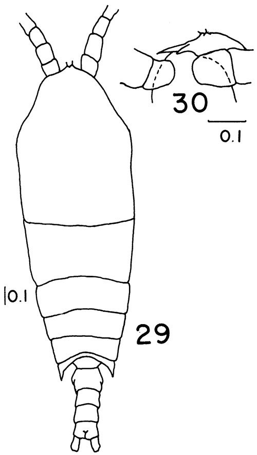 Espèce Aetideopsis retusa - Planche 4 de figures morphologiques