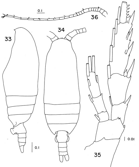 Espce Paivella naporai - Planche 2 de figures morphologiques