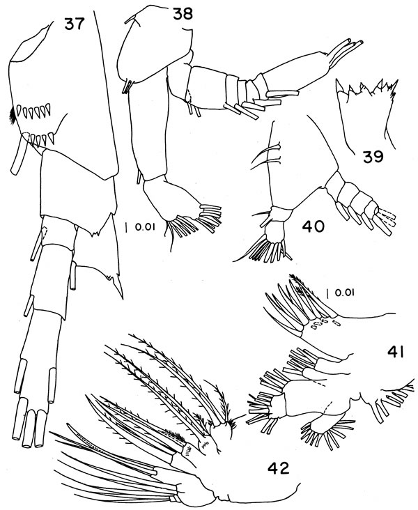 Espce Paivella naporai - Planche 3 de figures morphologiques
