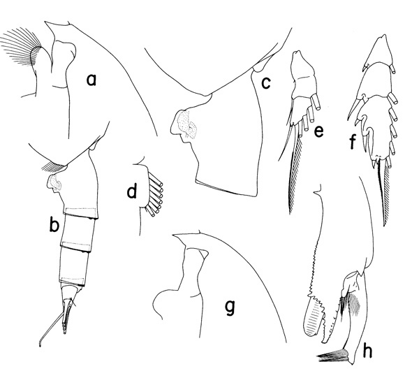 Espce Paraeuchaeta eltaninae - Planche 1 de figures morphologiques