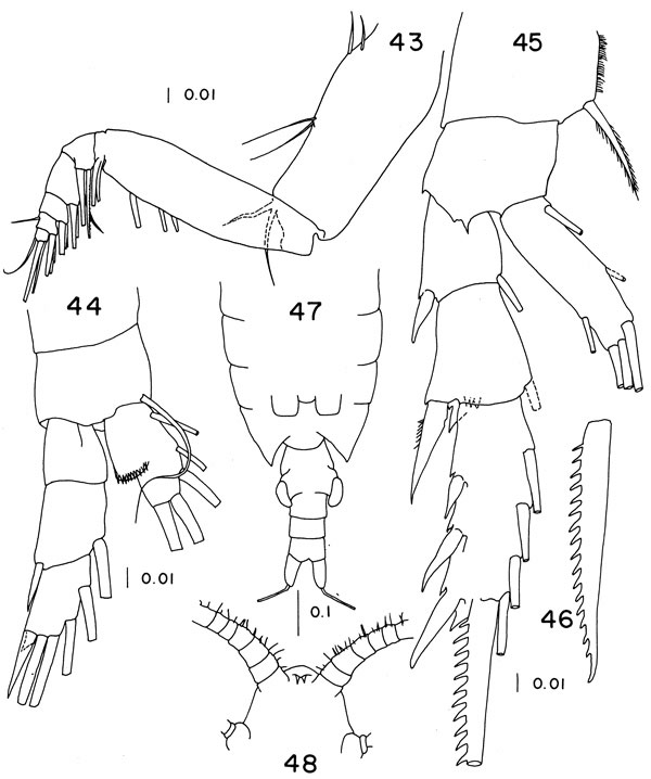 Species Paivella naporai - Plate 4 of morphological figures