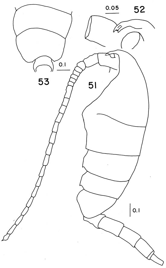 Espce Undinella gricei - Planche 1 de figures morphologiques