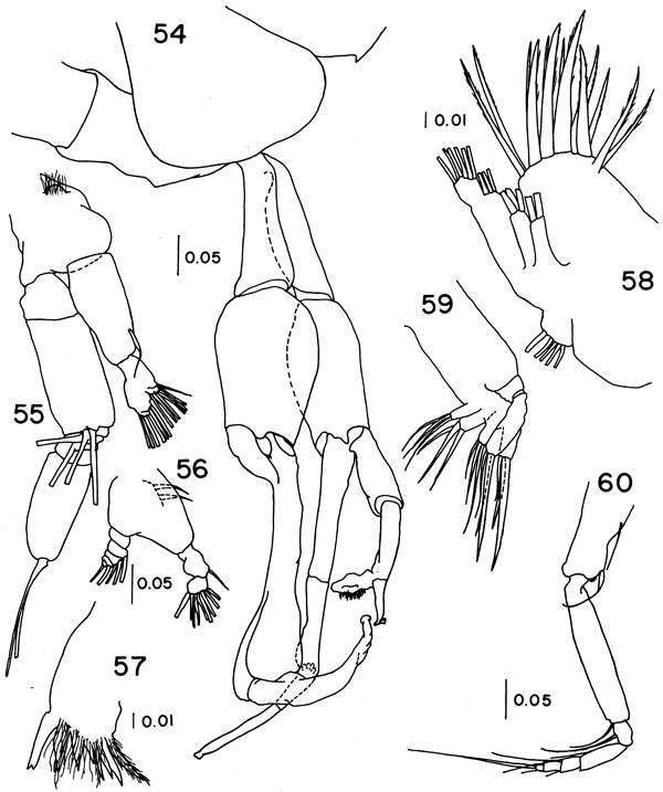 Espce Undinella gricei - Planche 2 de figures morphologiques