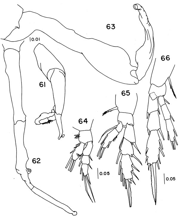 Espce Undinella gricei - Planche 3 de figures morphologiques