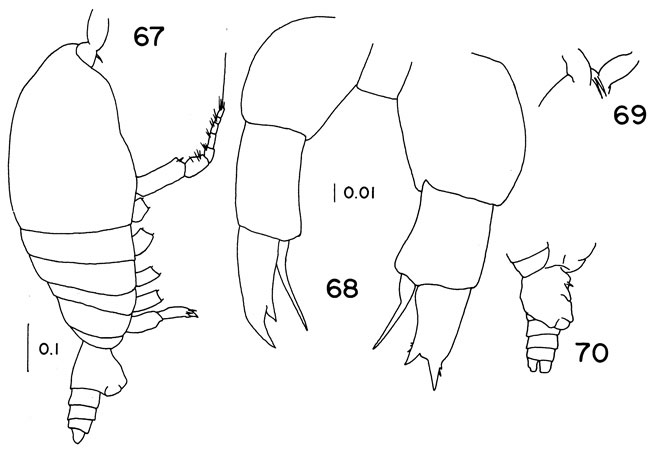 Espèce Temoropia mayumbaensis - Planche 4 de figures morphologiques