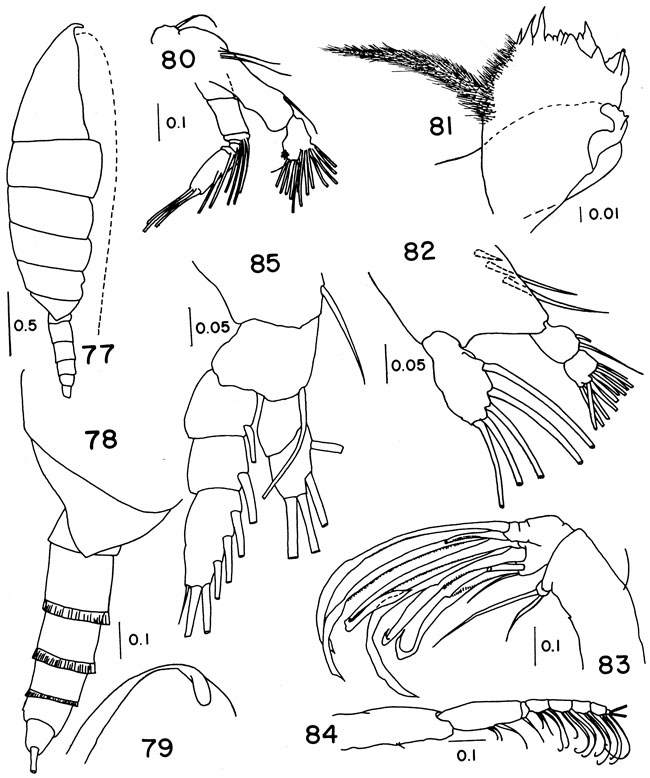 Espèce Temorites spinifera - Planche 2 de figures morphologiques