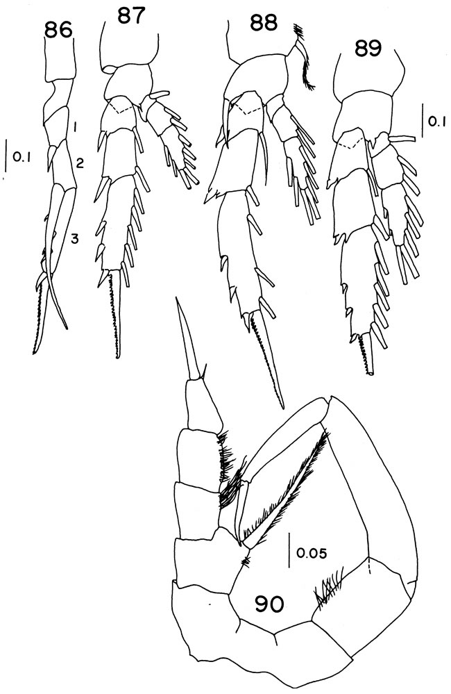 Espèce Temorites spinifera - Planche 3 de figures morphologiques